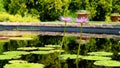 Long-stemmed pink star water lilies