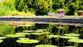 Long-stemmed pink star water lilies