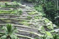 The long-stemmed padi Bali indigenous Bali rice is grown here on steep terraces, Bali, Indonesia Royalty Free Stock Photo