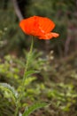 Long stemmed poppy.