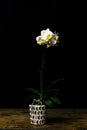 Long stemmed white orchid Royalty Free Stock Photo