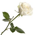 Long-stemmed white rose isolated on white background Royalty Free Stock Photo