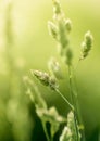 Long stems of natural wild grass backlit by hazy warm morning sunlight in field. Royalty Free Stock Photo