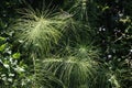 Long stems and thin green branches