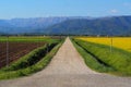 Long straight country gravel road in the plain, among plowed land and canola field in bloom.