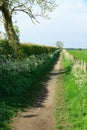 Long Straight Countryside Path Lined with White Hemlock Flowers Growing Along it.