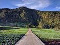 A long straight countryside road and pine forest scenery. Taken in Karanganyar, Central Java, Indonesia Royalty Free Stock Photo