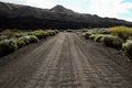 Long straight desert road surrounded by bushes