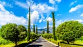 Long Straight Driveway through a Vineyard near Franschhoek in the Western Cape province of South Africa