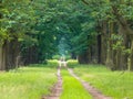 Long straight forest lane Royalty Free Stock Photo