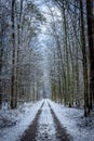 A long straight muddy road through a forest of tall trees Royalty Free Stock Photo