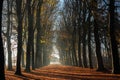 Long, straight path through a Beech forest Royalty Free Stock Photo