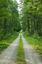 Long and straight path through the forest