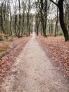 Long straight path through woods Royalty Free Stock Photo