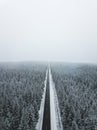 Straight road going trough the forest.