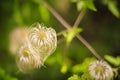 Long Strand Flower on a blurred background