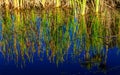 Bulrush plants reflected in a pond Royalty Free Stock Photo