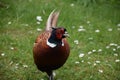 Long Tail Feathers on a Common Pheasant Royalty Free Stock Photo