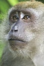 Long tail macaque face Royalty Free Stock Photo