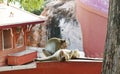 Long tail macaque monkey catching flea and tick at Phra Buddha Chai temple in Thailand