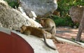 Long tail macaque monkey catching flea and tick at Phra Buddha Chai temple in Thailand