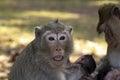 Long Tail Macaque monkey embraces her baby, sitting and looking at us with eyes and mouth wide open.