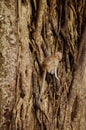 Long tail Macaque Monkey hanging on big tree in tropical forest in Thailand Royalty Free Stock Photo