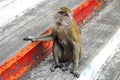 Long Tail Macaque Monkey