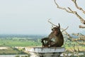 Long tail macaque monkey sitting on pole at Phra Buddha Chai temple in Thailand