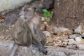Long tail Macaque Monkey. Royalty Free Stock Photo