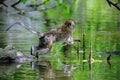 long tail macaque sitting on rock during daytime