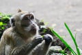 Long tail monkey alone is begging Royalty Free Stock Photo