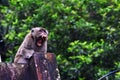 Long tail monkey alone is yawn