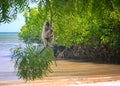 Long tail monkey in Bama Beach, East Java. Royalty Free Stock Photo