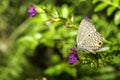 Long-tailed Blue Butterfly, Lampides boeticus Royalty Free Stock Photo