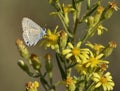 Long-tailed Blue Butterfly Royalty Free Stock Photo