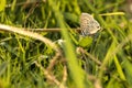 Long tailed blue butterfly Royalty Free Stock Photo