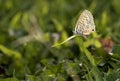 Long tailed blue butterfly Royalty Free Stock Photo