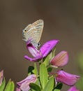 Long tailed Blue Royalty Free Stock Photo