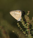 Long tailed Blue