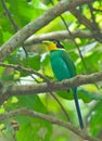 Long-tailed Broadbill Royalty Free Stock Photo