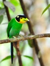 Long-tailed broadbill Royalty Free Stock Photo