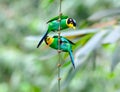 Long-tailed broadbill Royalty Free Stock Photo