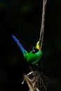 Long-tailed Broadbill bird Royalty Free Stock Photo