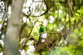 Long-tailed Broadbill bird perching on branch in tropical rainforest