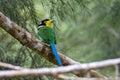 Long-Tailed Broadbill bird on tree branch at Nature deep forest jungle Royalty Free Stock Photo