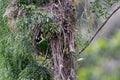 Long-Tailed Broadbill bird on tree branch at Nature deep forest jungle Royalty Free Stock Photo