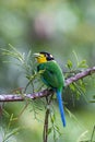 Long-Tailed Broadbill bird on tree branch at Nature deep forest jungle Royalty Free Stock Photo