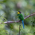 Long-Tailed Broadbill bird on tree branch at Nature deep forest jungle Royalty Free Stock Photo