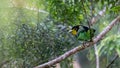 Long-Tailed Broadbill bird on tree branch at Nature deep forest jungle Royalty Free Stock Photo